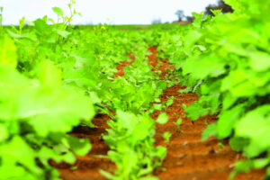 Fungicide warning for growers