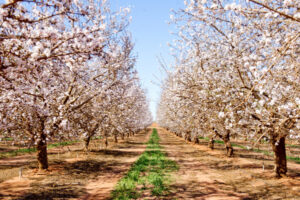 Almond tour sure to be a cracking time