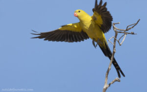 Mallee Trust for Nature covenants safeguard future