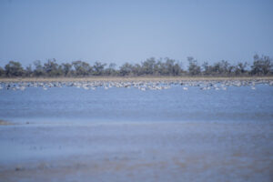 Floods bring lake back to life