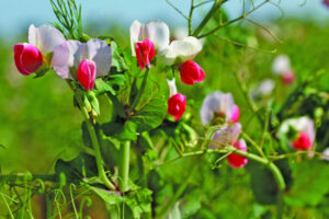 View forecasting model before planting crops