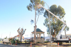 Deakin Avenue centre plantation works begin
