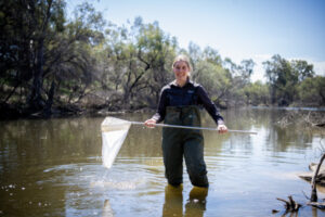 Crackdown on carp in creek