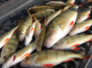 Cod Tales: Line up a good wind