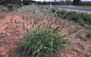 Invasive weed is a fire threat