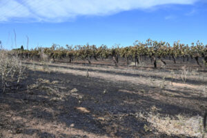 Fruit block fire in Irymple