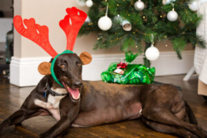 12 Strays of Christmas: Sunraysia cats and dogs looking for new homes