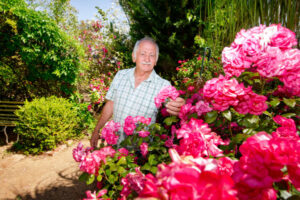 Rosy times for gardens