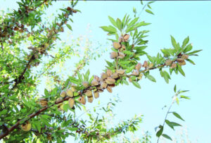 Almond exports rise dramatically