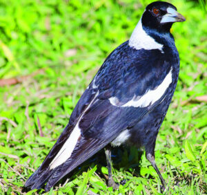 Bird call divides opinion