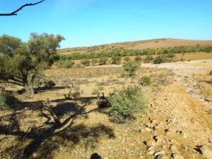 Farming: Insects used to kill pest plants