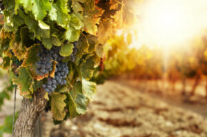 Sustainable solutions for vineyard waste