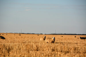 Pros and cons of sheep grazing on stubble