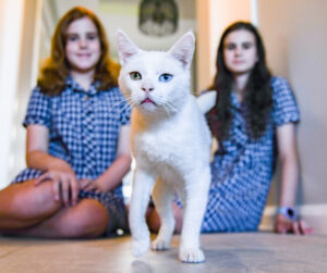 VIDEO: Bowie the cat gets a rock star welcome home