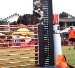 Paws Walk Along the Murray: Setting a high bar for training