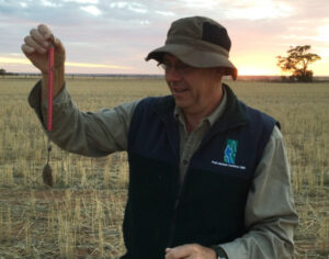 Mice a threat in the Mallee