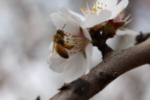 Travelling bees ready to get busy