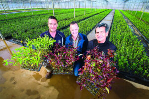 Almond demand grows
