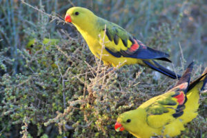 High-tech solution to wood removal from parks