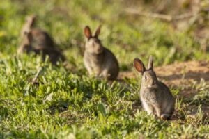 Mallee park rabbits under control
