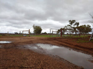 Rain brings relief to north-west Victorian growers