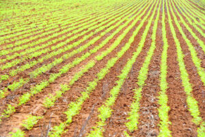 Prices fall for farmers