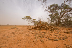 Millewa drought jobs available