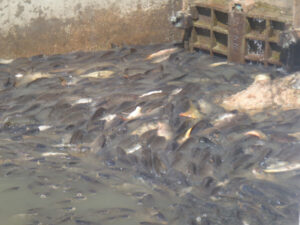 Study shows carp numbers are highest in lower Murray River