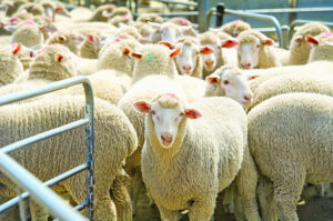 Sheep tagging gaining traction