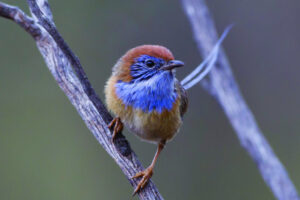 Mallee emu wren added to priority extinction list