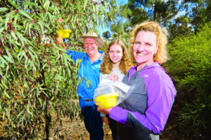 Fruit fly battle ready to ramp up