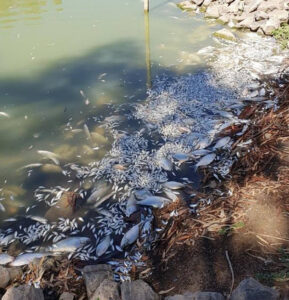 Anger after thousands more fish killed in the Darling River
