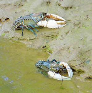 Crayfish get a move on