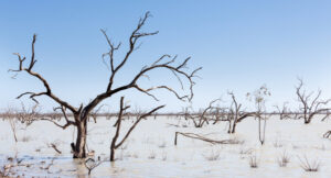 Don’t ruin the Menindee Lakes: Ex-water authority director speaks out