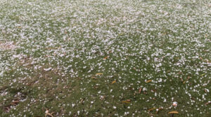 Hail belts unlucky Robinvale and Euston table grape growers