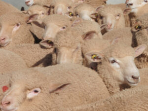 Sheep farmers asked for input