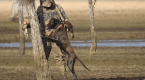 Activists post duck shooter ‘cruelty’ on video