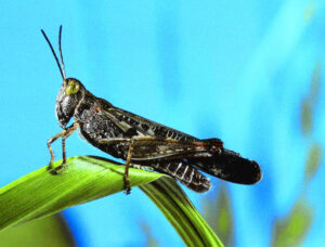 Locust risk low for crops