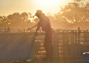 Senate plea on biosecurity levy