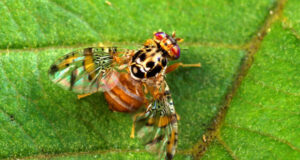 New fruit fly threat puts Sunraysia on alert