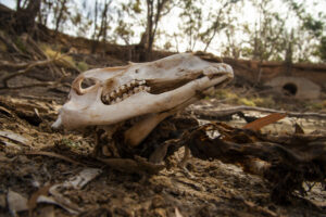 Agriculture Victoria hosts climate change webinar