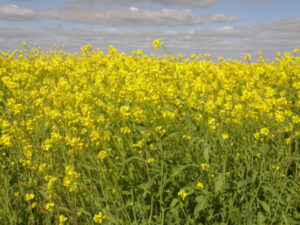 Input in biofuel plans sought