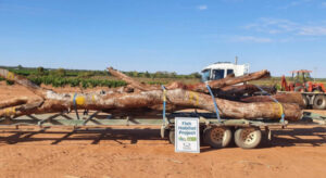 Lower Darling fish habitat gets boost from OzFish, Landcare