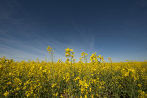 Forum to assist canola growers with machinery