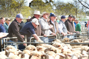 Ouyen saleyards grant could boost confidence in restocking