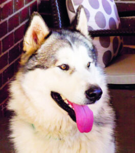 Heartbreak for owners