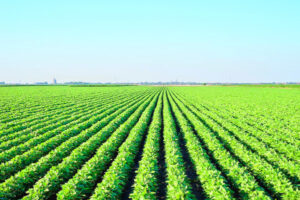 Rows to tackle weeds