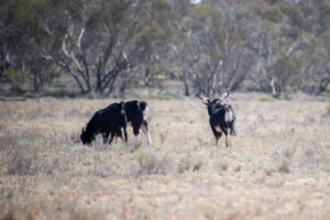 NSW biosecurity gets cash boost