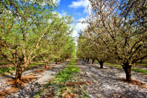 Growth in almond plantings needs solutions