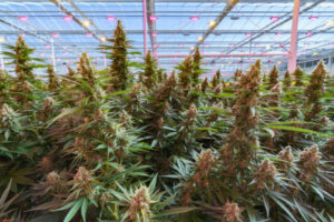 Cann taps investors for cash splash